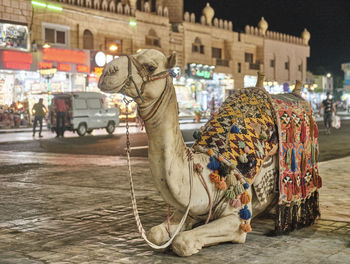 Portrait of cute camel sitting on city square in evening. animal, travel concept