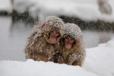Close-up of monkeys in snow