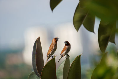 A pair of scaly-breasted munia perching on a plant