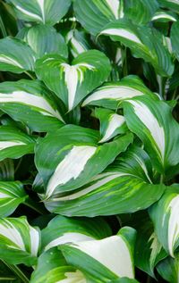 Full frame shot of green leaves
