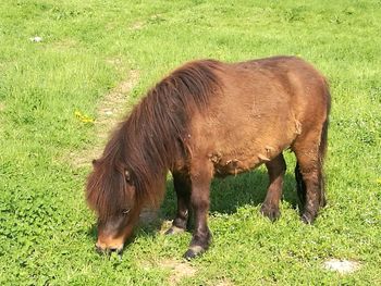 Horse grazing on field