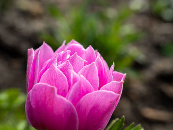 Close-up of pink rose