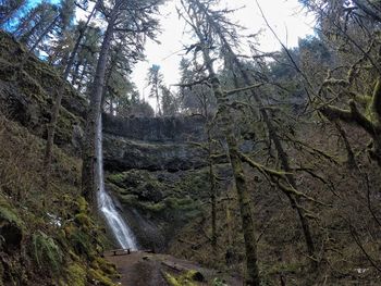 Low angle view of waterfall in forest