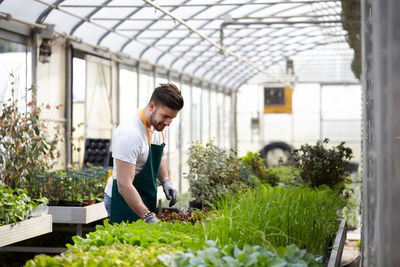 Young man looking at potted plants in greenhouse