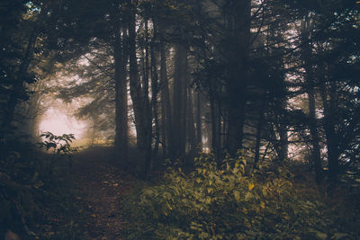 Sunlight streaming through trees in forest