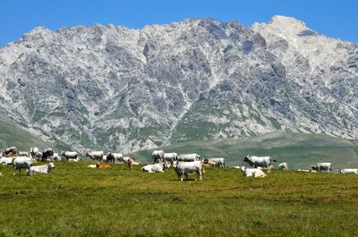 Wild white cows on mountain