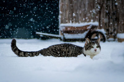 Cat in snow
