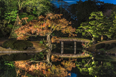 Autumn night light-up of big pine trees around a pond with a wooden bridge on a islet in japan.