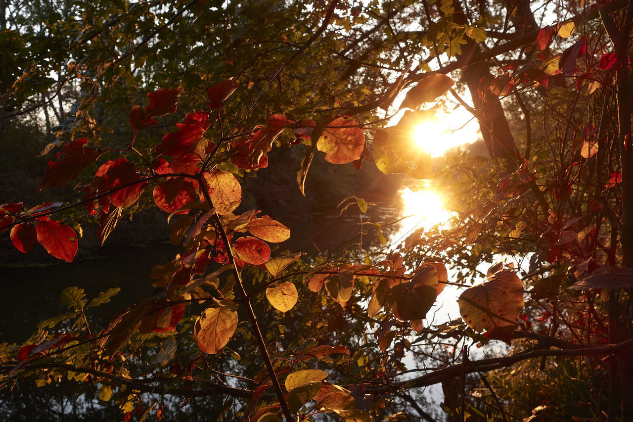 AUTUMN LEAVES ON LAKE AGAINST SKY