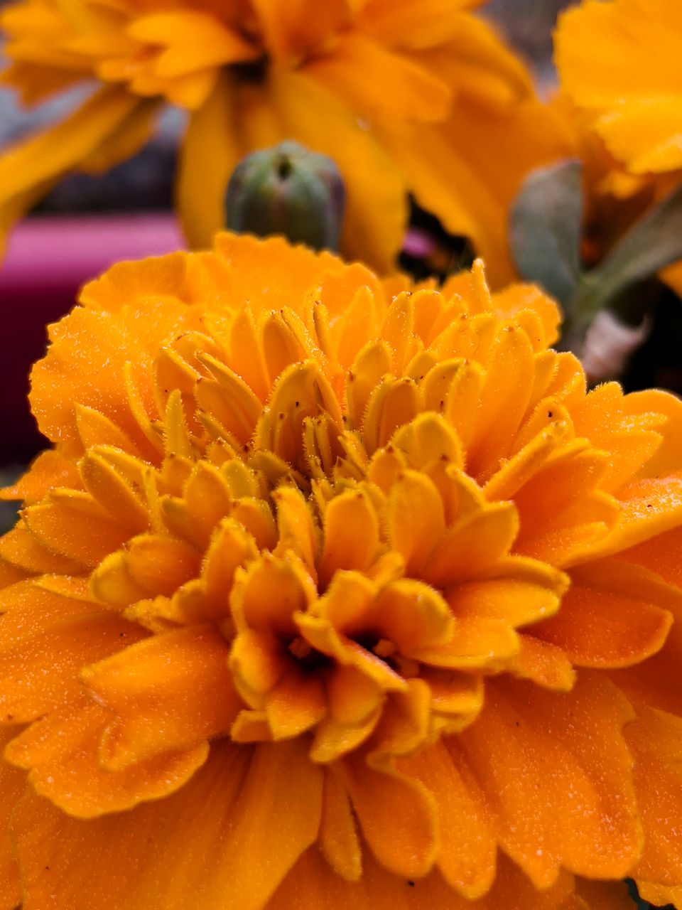 flower, flowering plant, freshness, plant, yellow, beauty in nature, petal, flower head, close-up, fragility, calendula, inflorescence, growth, macro photography, nature, orange color, no people, outdoors, focus on foreground, water, herb