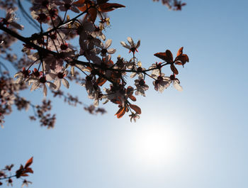 Low angle view of flowering tree against clear sky