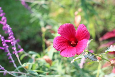 Close-up of pink flowering plant