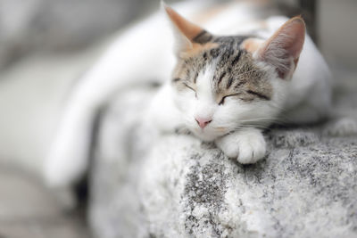 Close-up of cat sleeping