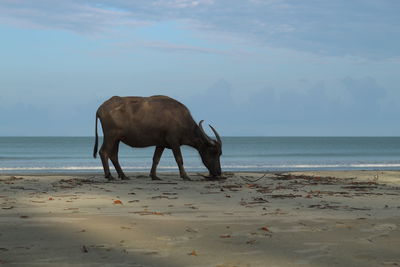 Horse on beach