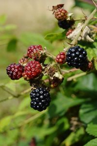 Close-up of blackberries growing on plant