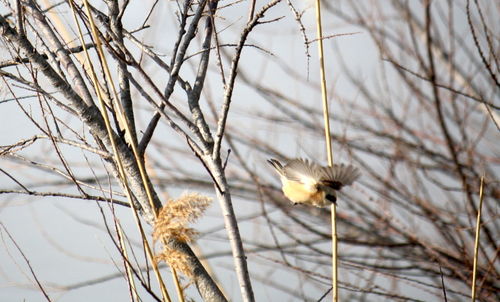 Close-up of bird perching on bare tree