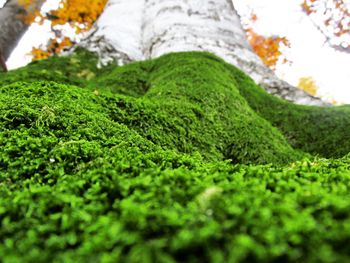 Scenic view of green landscape