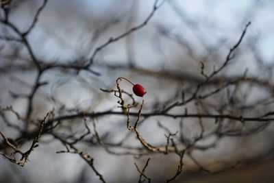 Close-up of red berries on branch