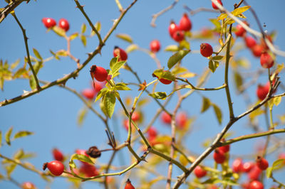 Low angle view of cherry blossoms on tree