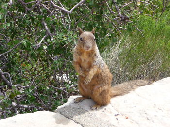 Squirrel sitting on grass