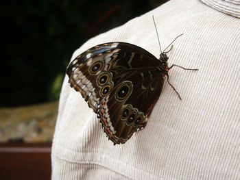 Close-up of butterfly on fabric