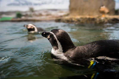 Close-up of penguin swimming at zoo
