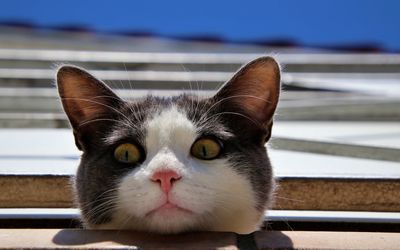 Close-up portrait of a cat