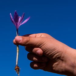 Close-up of hand holding purple flower