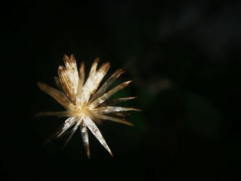 Close-up of fireworks against black background