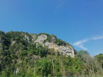 Low angle view of trees against blue sky