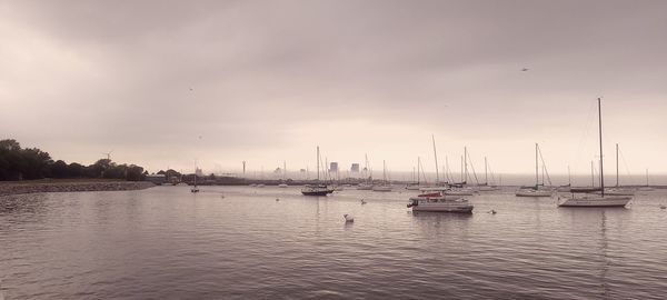 Sailboats moored in marina