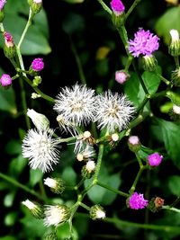 Close-up of flowers blooming outdoors