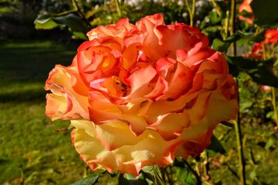 Close-up of pink rose blooming outdoors