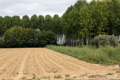 Scenic view of agricultural field against sky