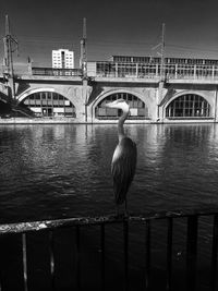 Bird perching on railing by river against sky