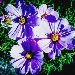 Close-up of purple flower