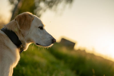 Close-up of dog looking away