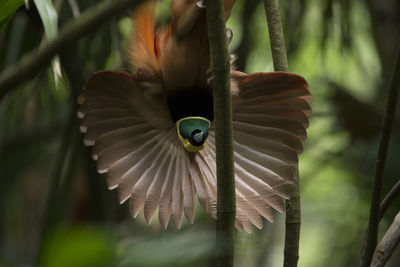 Close-up of bird