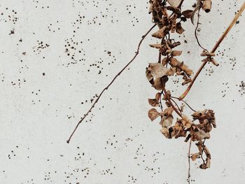 Close-up of dry leaves on branch against wall