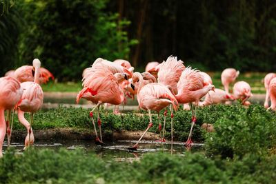 Flock of birds on land