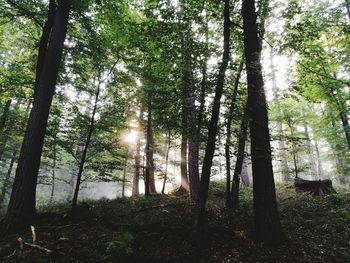 Trees in forest