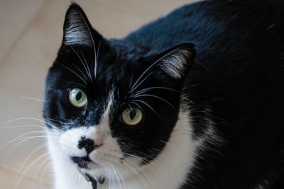 Close-up portrait of a cat