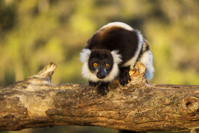 Close-up portrait of monkey on tree