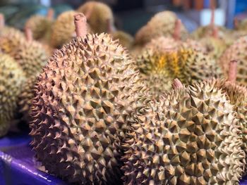 Close-up of succulent plant