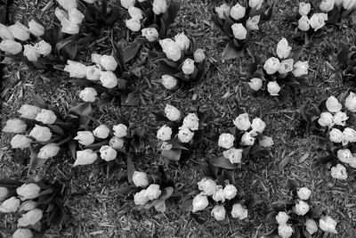 High angle view of flowering plants on field