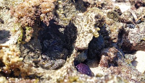 Close-up of rocks