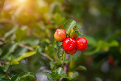 Acerola cherry on the tree with water drop, high vitamin c and antioxidant fruits.