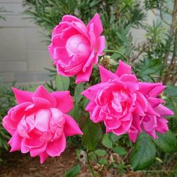 Close-up of pink rose