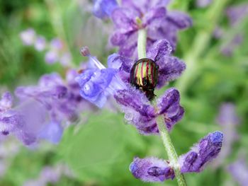 Close-up of insect on flower