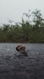 Close-up of snail on land